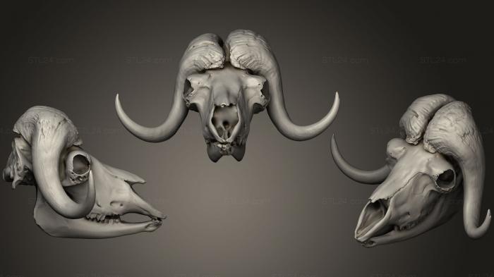 Anatomy of skeletons and skulls (Animal Skulls 0217, ANTM_0244) 3D models for cnc